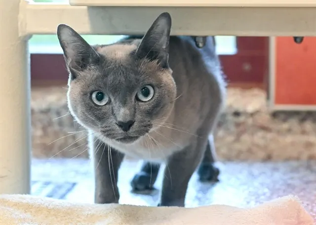 Oliver