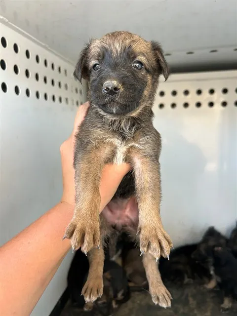 Adoptable Dog