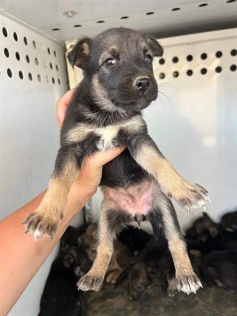 Adoptable Dog