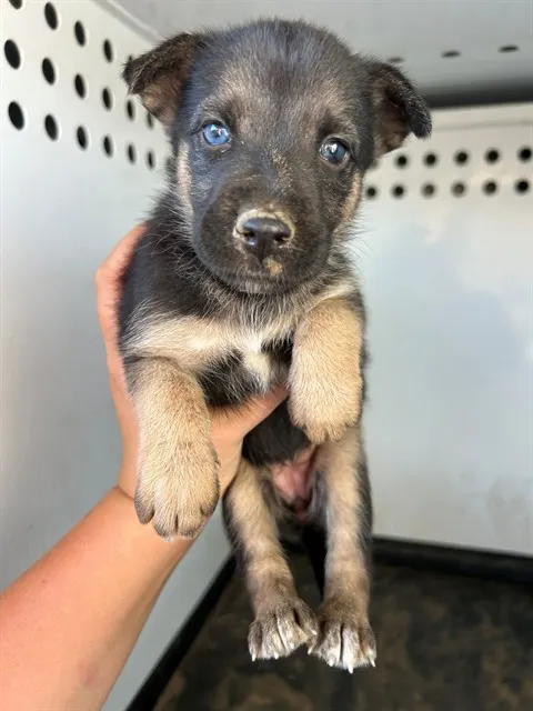 Adoptable Dog