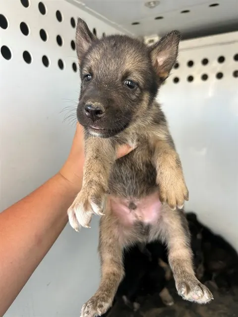 Adoptable Dog