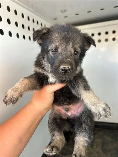 Adoptable Dog