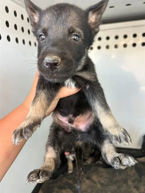 Adoptable Dog