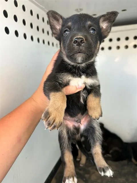 Adoptable Dog