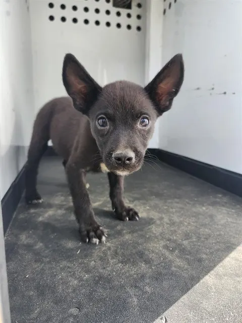 Adoptable Dog