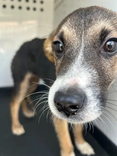 Adoptable Dog