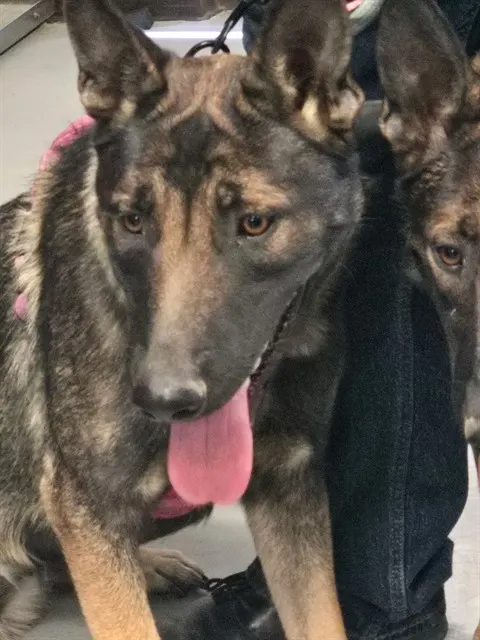 Adoptable Dog