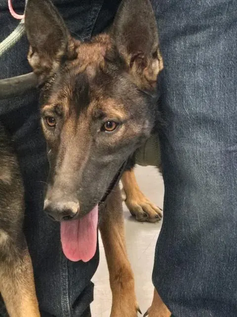 Adoptable Dog