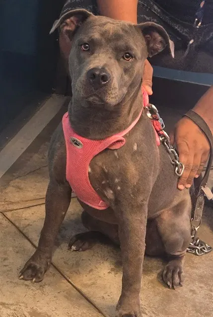 Adoptable Dog