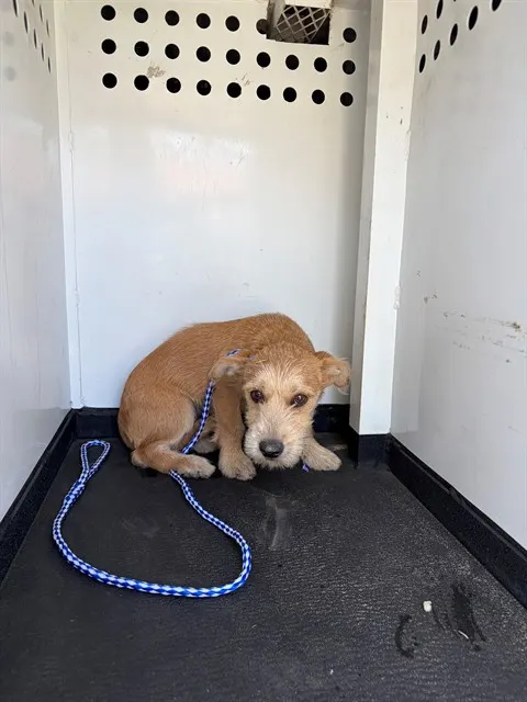 Adoptable Dog