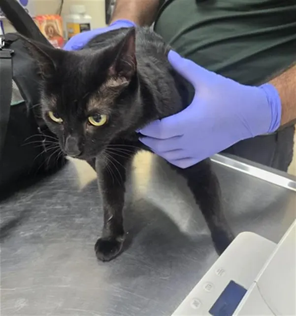 Adoptable Cat