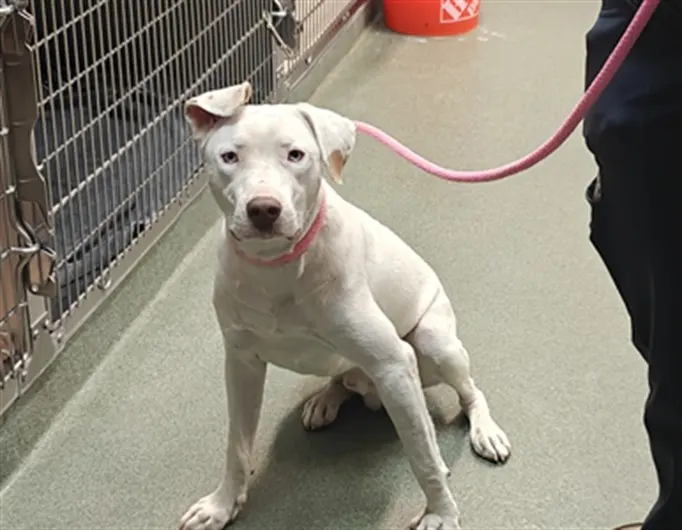 Adoptable Dog