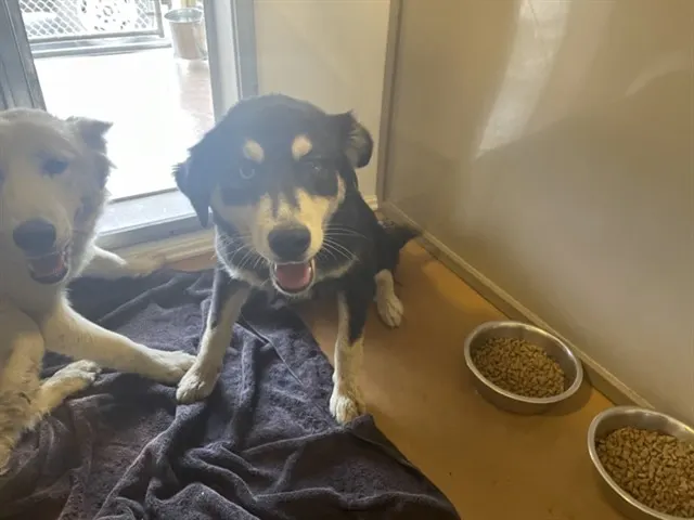 Adoptable Dog