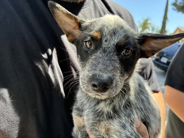 Adoptable Dog