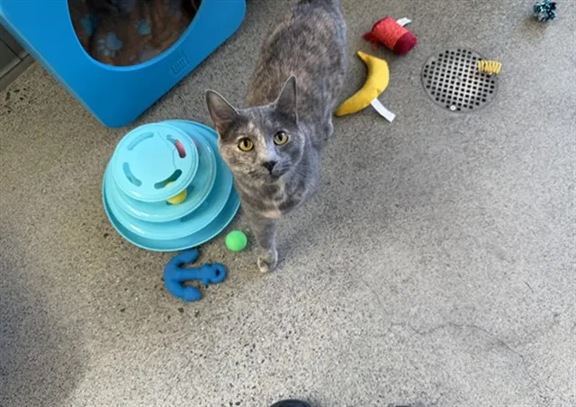 Adoptable Cat