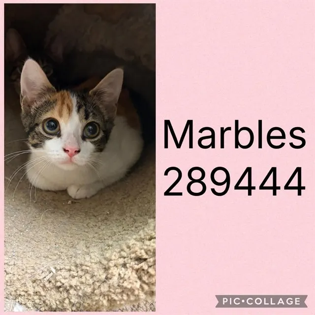 Marbles