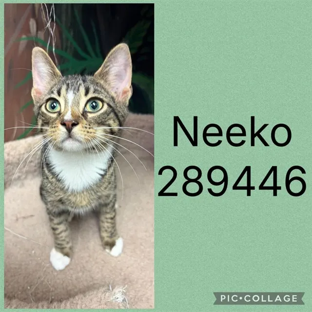 Neeko