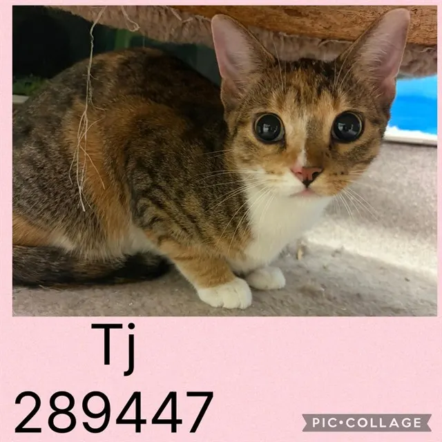 Tj