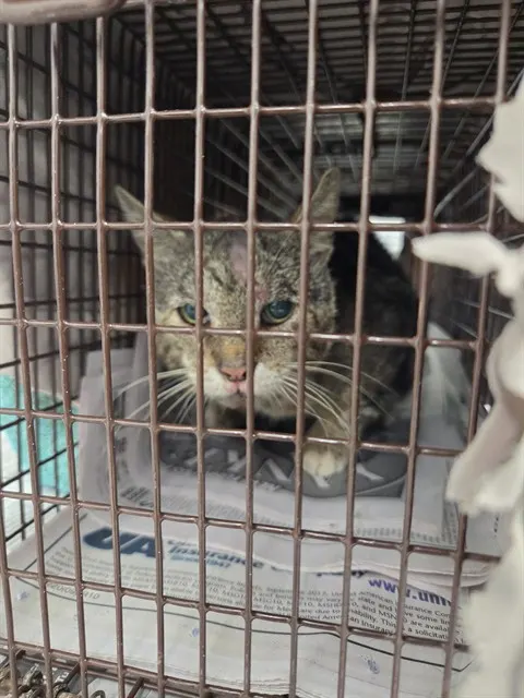 Adoptable Cat