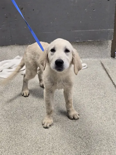 Bobby