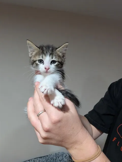 Oreo