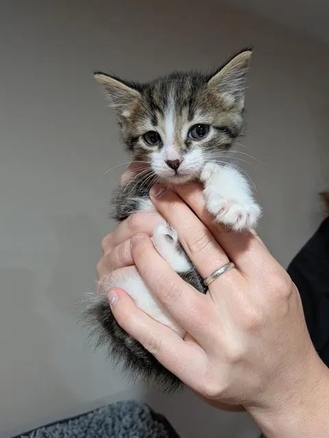 Cookie