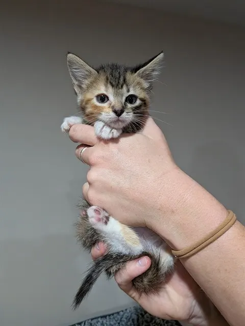 Nilla