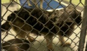 Adoptable Dog
