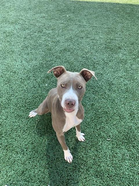 Adoptable Dog