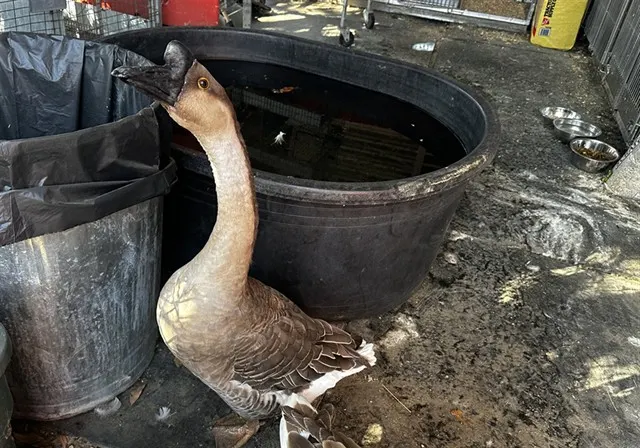 Adoptable Bird