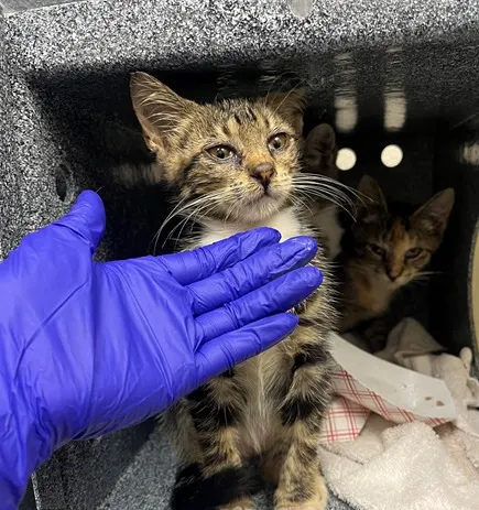 Adoptable Cat
