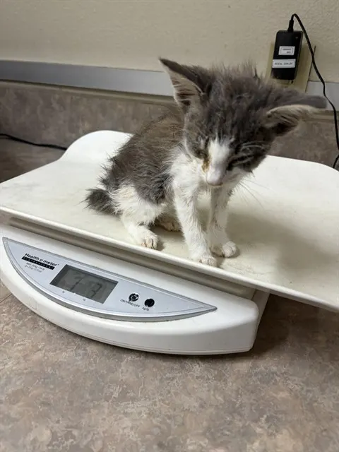 Adoptable Cat