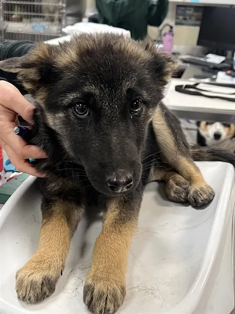 Remi