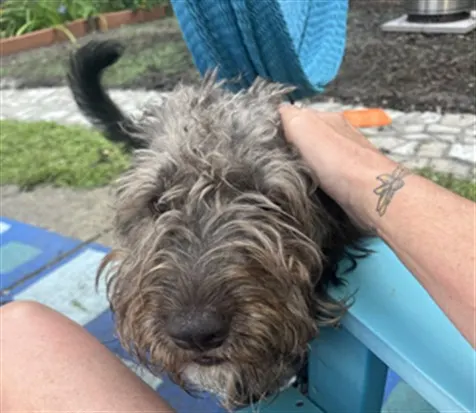 Adoptable Dog