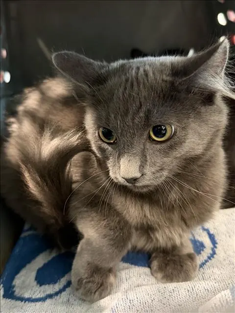 Max