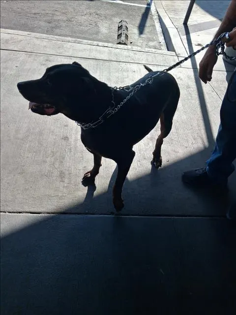 Bruno