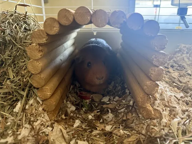 Gigi