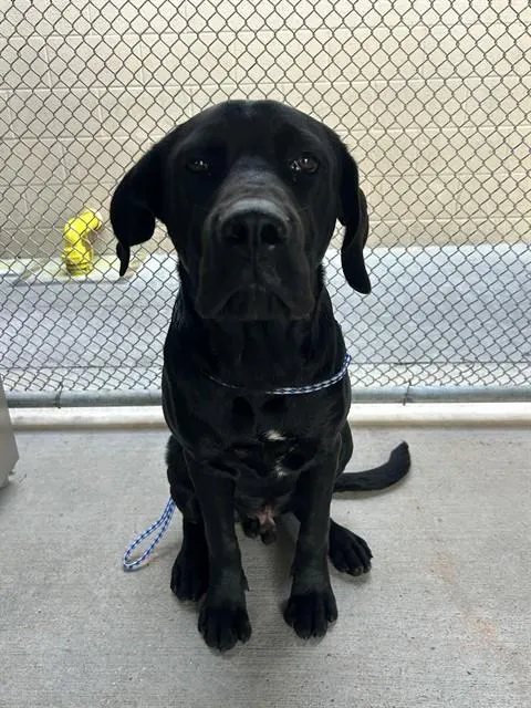 Adoptable Dog