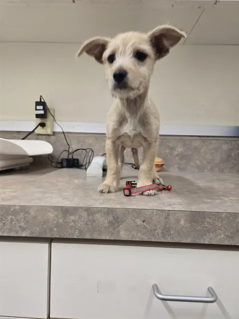 Adoptable Dog