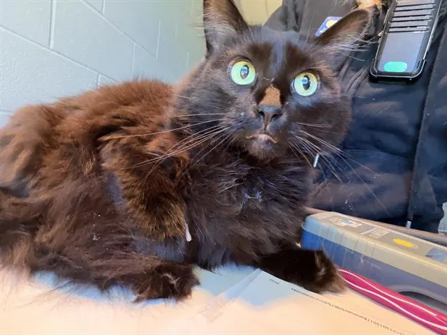 Mop Bucket