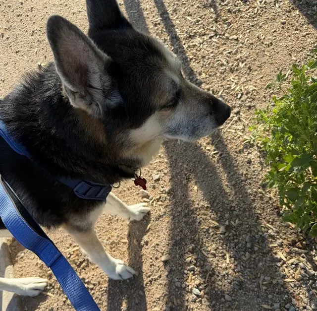 Bosco