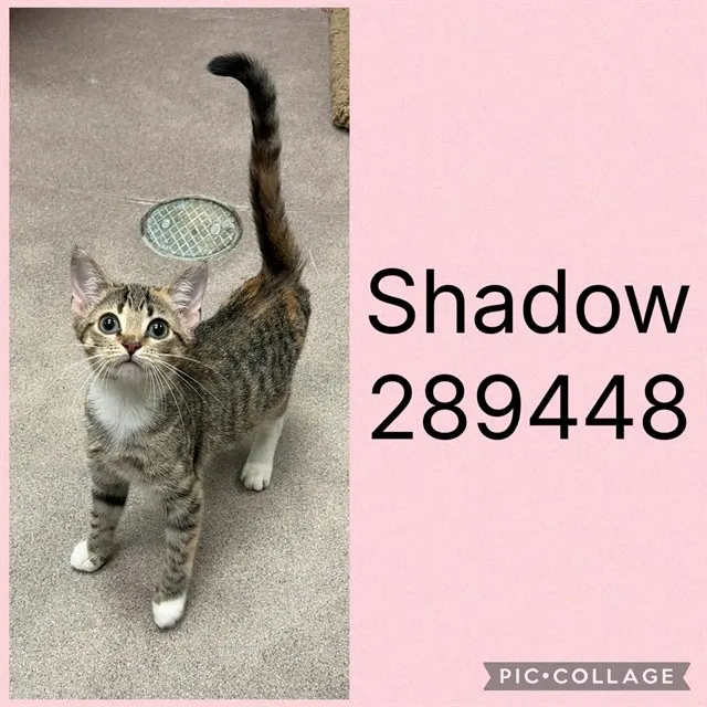 Shadow