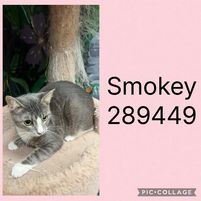 Smokey