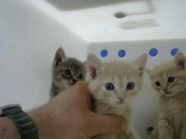 Bunch