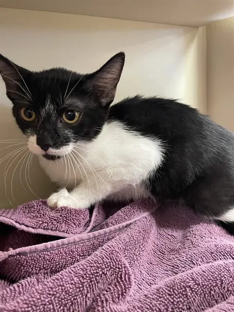 Adoptable Cat