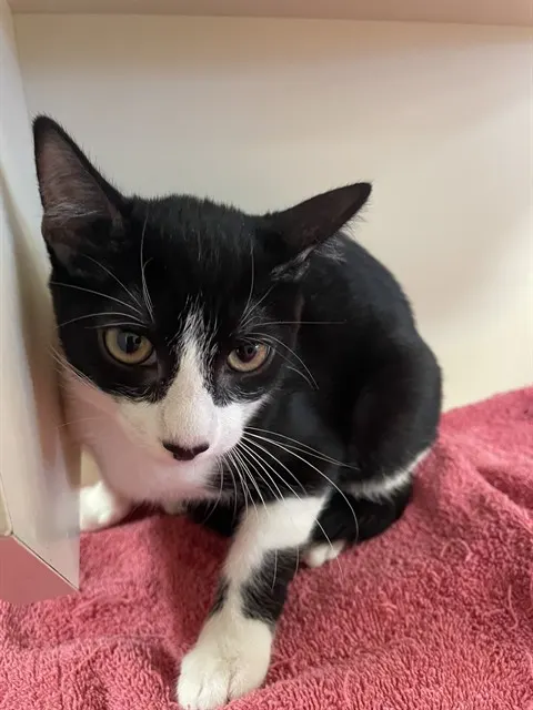 Adoptable Cat