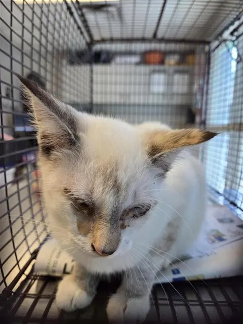 Adoptable Cat