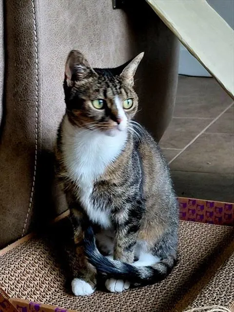 Padme