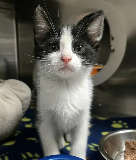Merlin