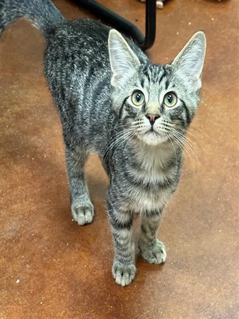Tig